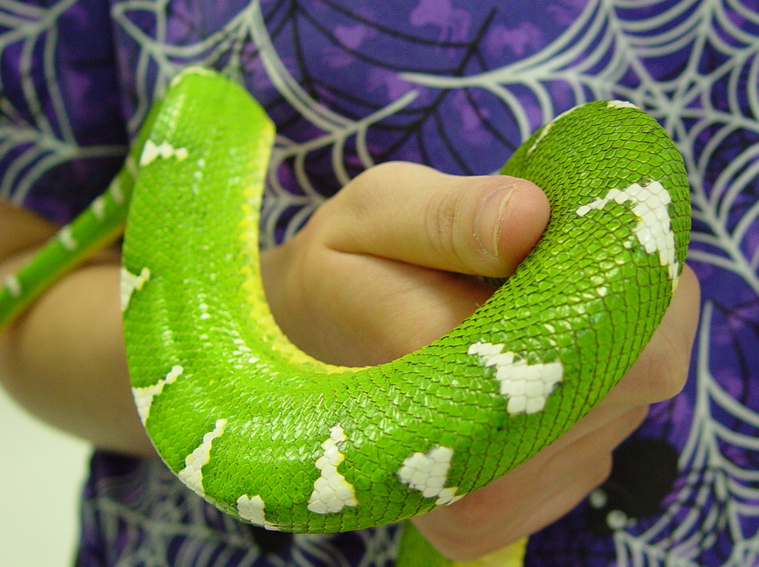 How to Care for Your Emerald Tree Boa