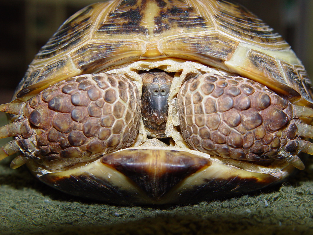 Russian Tortoise Care - CHICAGO EXOTICS ANIMAL HOSPITAL