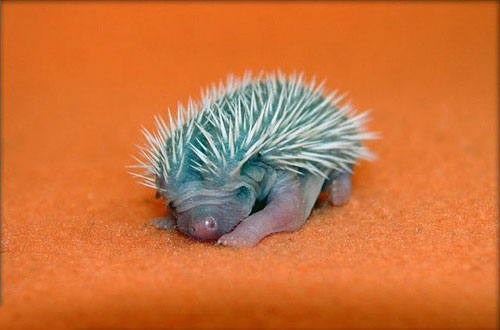 Baby Hedgehog Hoglet Care Chicago Exotics Animal Hospital,Whats The Best Gin On The Market