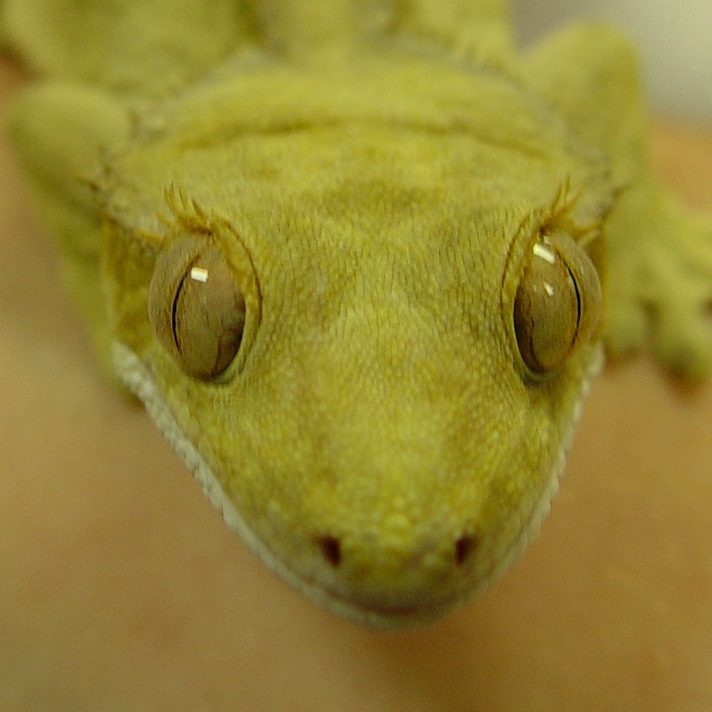 Crested Gecko Diet Instructions For Diabetics