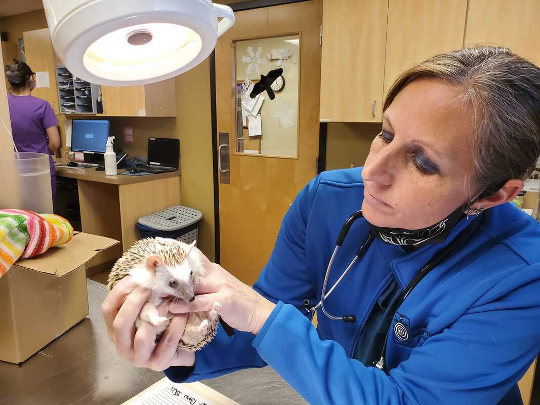 Dr. Strat examines a hedgehog