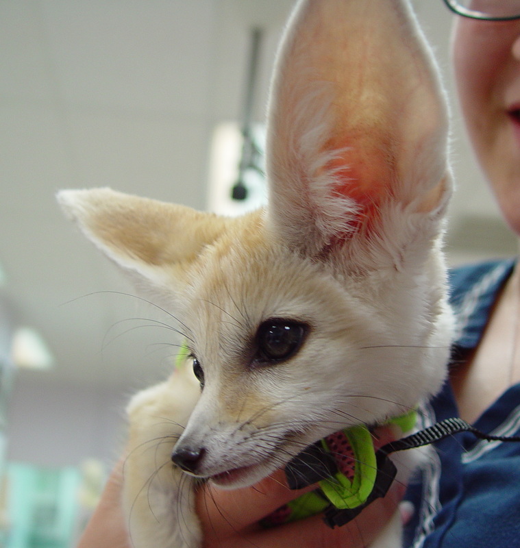 Fennec Foxes Chicago Exotics Animal Hospital,Yogurt Makers At Walmart