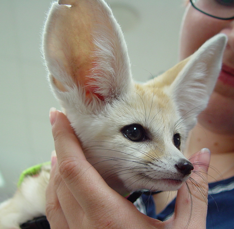 Fennec Foxes Chicago Exotics Animal Hospital,How To Make Tempura Batter Without Cornstarch