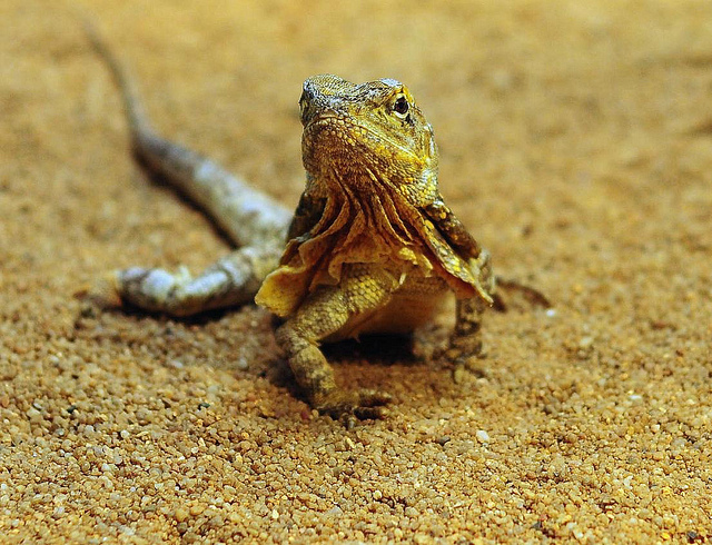 australian frilled lizards