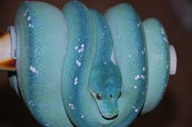 python green tree blue morelia viridis snake ball snakes care pet forum morphs reticulated substrate choose board reptiles