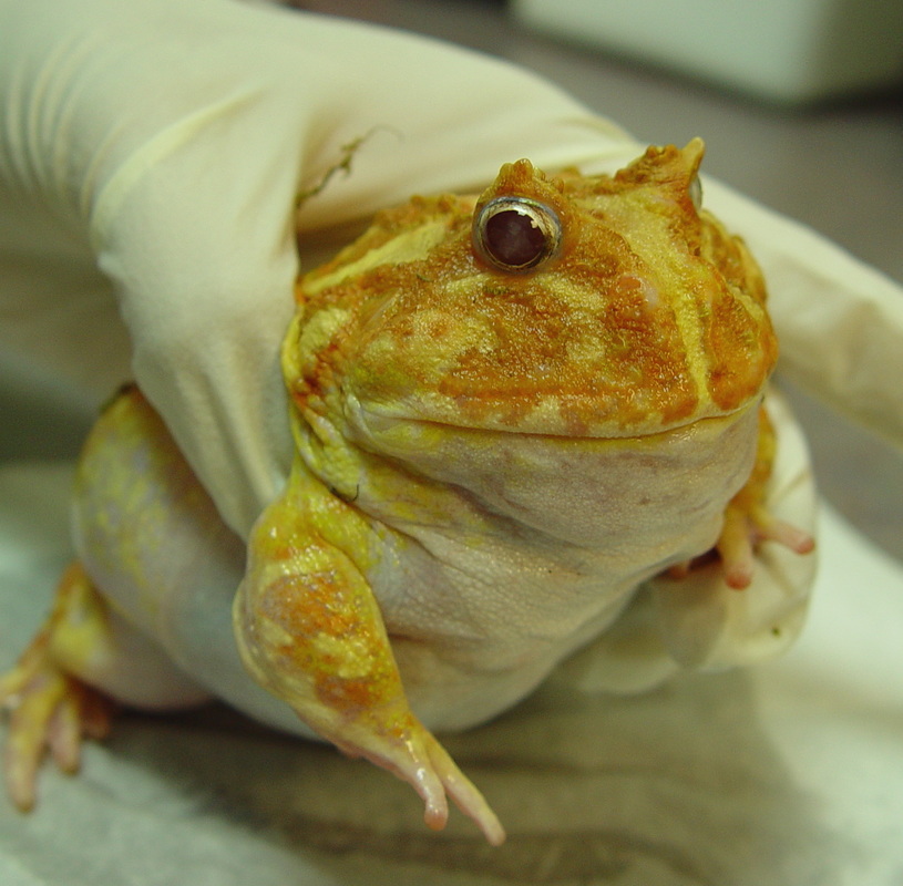 Feeding Pet Frogs and Toads - CHICAGO EXOTICS ANIMAL HOSPITAL