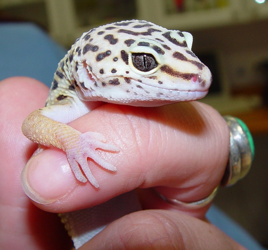 Leopard Gecko Care - CHICAGO EXOTICS ANIMAL HOSPITAL