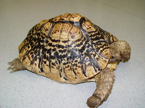Leopard Tortoise Care Chicago Exotics Animal Hospital,Spiced Tea Light Auburn