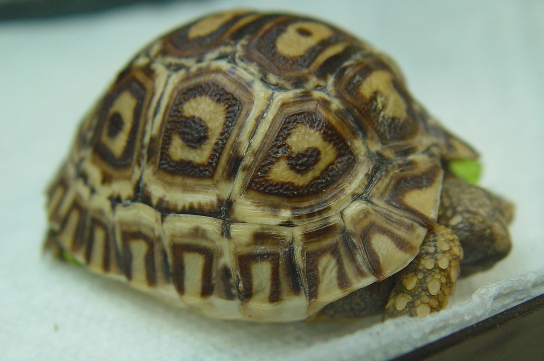 Leopard Tortoise Care Chicago Exotics Animal Hospital,Spiced Tea Light Auburn