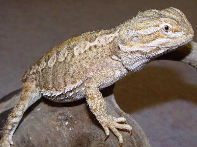 Bearded Dragon Care Guide  Long Island Avian and Exotic Vet Clinic