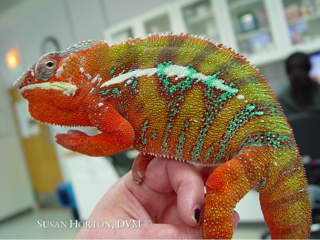 Panther Chameleon Care Chicago Exotics Animal Hospital,Fall Flowers