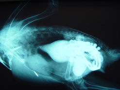 X-ray of a bird with a distended proventriculus and ventriculus (stomach).