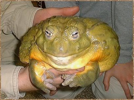 Pet Pixie Frog  