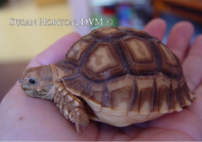Diet For Sulcata Tortoises Chicago Exotics Animal Hospital,Wallaby Pet Price