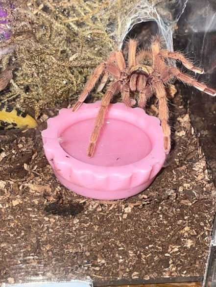 Neoholothele incei, Trinidad olive gold.  This is a species of dwarf tarantula.  Be sure to provide your spider with a water dish that is no bigger than the leg span of the animal.  Photo by JL Nix, 2023.  