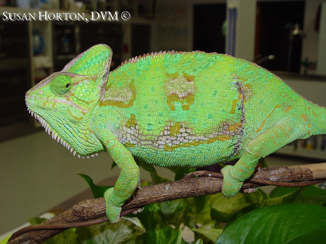 Veiled Chameleon Care Chicago Exotics Animal Hospital,How Many Calories In Hummus