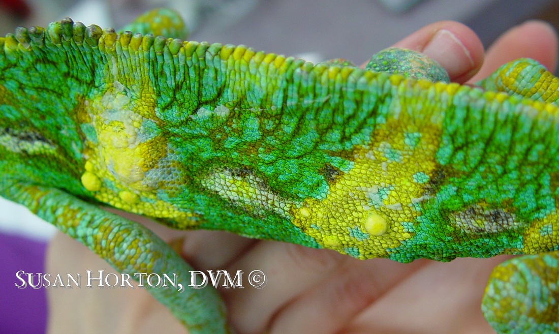 Veiled Chameleon Care Chicago Exotics Animal Hospital,Origami For Beginners Easy