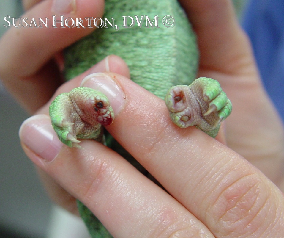 Veiled Chameleon Care Chicago Exotics Animal Hospital,How To Make A Latte Coffee
